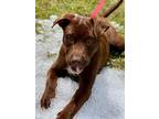 Adopt Sage a Labrador Retriever / Terrier (Unknown Type, Small) / Mixed dog in