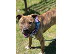 Adopt Florence a Terrier (Unknown Type, Small) / Mixed dog in Darlington