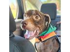 Adopt Trent a Terrier (Unknown Type, Small) / Labrador Retriever / Mixed dog in