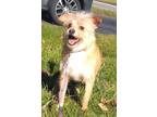 Adopt Rascal a Tan/Yellow/Fawn - with White Chinese Crested / Mixed dog in