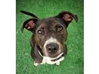Adopt Ziggy a Whippet / Labrador Retriever / Mixed dog in Warren, MI (41201468)