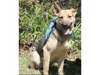 Adopt Olive a Tan/Yellow/Fawn - with Black German Shepherd Dog / Mixed dog in