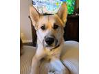 Adopt Morty a Tan/Yellow/Fawn - with White Husky / German Shepherd Dog / Mixed