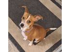 Adopt Coketa a Tan/Yellow/Fawn - with White Rat Terrier / Mixed dog in Camden
