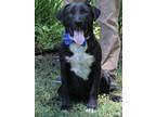 Adopt Shark a Black - with White Labrador Retriever / Border Collie / Mixed dog