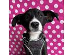 Adopt Comet a Black - with White Labrador Retriever / Border Collie / Mixed dog