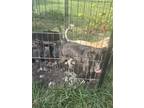 Adopt Puppy 4 a Black German Shepherd Dog / American Pit Bull Terrier / Mixed