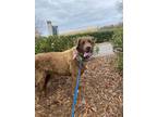 Adopt Hillary a Brown/Chocolate Chesapeake Bay Retriever / Mixed dog in Raleigh