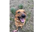 Adopt Mo a Merle German Shepherd Dog / Black Mouth Cur / Mixed dog in Chatham