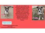 Adopt Sadie a American Pit Bull Terrier / Husky / Mixed dog in Kendallville