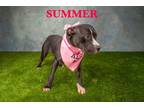 Adopt Summer a Mixed Breed (Medium) / American Pit Bull Terrier / Mixed dog in