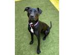 Adopt Jaimie a Labrador Retriever / Pit Bull Terrier / Mixed dog in Novato