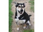 Adopt Lilly a Black - with Tan, Yellow or Fawn German Shepherd Dog / Mixed dog