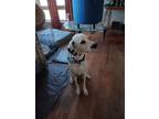 Adopt Rocket Man a White - with Black Dalmatian / Mixed dog in San Diego