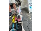 Adopt Nancy a Mixed Breed (Large) / Mixed dog in Brooklyn, NY (41200704)