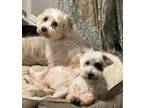 Adopt Ellie and Carl in TX a White - with Gray or Silver Poodle (Miniature) /