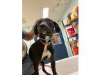 Adopt Belladona K75 4/4/24 a Black Labrador Retriever / Mixed Breed (Medium) /
