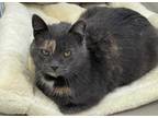 Adopt Margo a Domestic Shorthair / Mixed (short coat) cat in Redwood Falls