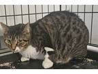 Adopt Fable a Brown Tabby Domestic Shorthair / Mixed Breed (Medium) / Mixed