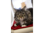 Adopt Katherine a Brown Tabby Domestic Longhair / Mixed Breed (Medium) / Mixed