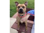 Adopt Pippy a Brown/Chocolate American Pit Bull Terrier / Mixed Breed (Medium) /
