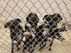 Adopt Sparkles K40 1 4-9-24 a Black Labrador Retriever / Mixed Breed (Medium) /
