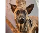 Adopt Henrick a Brown/Chocolate - with Black Belgian Malinois / Mixed Breed