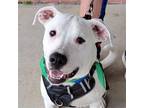 Adopt Niko a White Pit Bull Terrier / Mixed dog in Bloomington, IL (40921169)