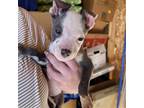 Adopt Dawn a White - with Gray or Silver American Staffordshire Terrier / Mixed