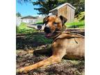 Adopt TWIZZLER a Tan/Yellow/Fawn Boxer / Pit Bull Terrier / Mixed dog in