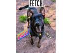 Adopt DAISY a Black Belgian Malinois / German Shepherd Dog / Mixed dog in