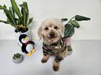 Adopt Matcha a Red/Golden/Orange/Chestnut Miniature Poodle / Toy Poodle / Mixed