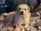 Adopt Dex AKA Henry a Tan/Yellow/Fawn Jack Russell Terrier dog in Dallas
