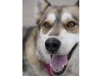 Adopt Luna @ Del Corazon a Tan/Yellow/Fawn Alaskan Klee Kai / Mixed Breed