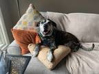 Adopt Jake a Brindle Mixed Breed (Small) / Mixed Breed (Medium) / Mixed (short