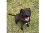 Adopt Hank a Brown/Chocolate - with White American Staffordshire Terrier /