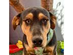 Adopt Bert a Brown/Chocolate - with Tan Rottweiler / Labrador Retriever / Mixed