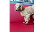 Adopt Gigi a Brown/Chocolate Poodle (Miniature) / Mixed Breed (Medium) / Mixed