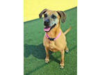 Adopt Roxy a Brown/Chocolate Boxer / Rhodesian Ridgeback / Mixed (short coat)