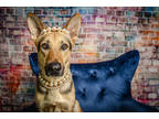Adopt Cindy Lou - PENDING a Black German Shepherd Dog / Mixed Breed (Medium) /