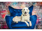 Adopt Hannah a White Great Pyrenees / Mixed Breed (Medium) / Mixed (short coat)