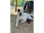 Adopt Waylon a Australian Cattle Dog / Mixed Breed (Medium) / Mixed dog in