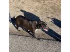 Adopt Bobbi Jo a Black - with White Labrador Retriever / Australian Cattle Dog /