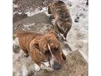 Adopt Billie Jo a Brindle - with White Labrador Retriever / Pit Bull Terrier /