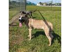 Adopt Simon a Tan/Yellow/Fawn American Pit Bull Terrier / Mixed Breed (Medium) /