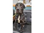 Adopt Dixie Anne a Black Labrador Retriever / Mixed Breed (Medium) / Mixed