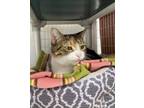 Adopt Ella a Domestic Shorthair cat in Cortland, NY (41058488)