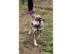 Adopt Coco a Brown/Chocolate Australian Cattle Dog / Mixed Breed (Medium) /