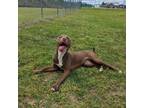 Adopt Dolly a Brown/Chocolate American Pit Bull Terrier / Mixed Breed (Medium) /