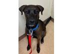 Adopt Koda a Brown/Chocolate Plott Hound / Belgian Malinois dog in SAINT